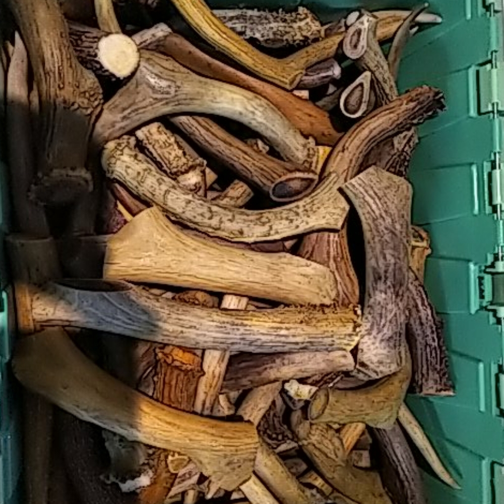 Dental deer antlers chews for dogs